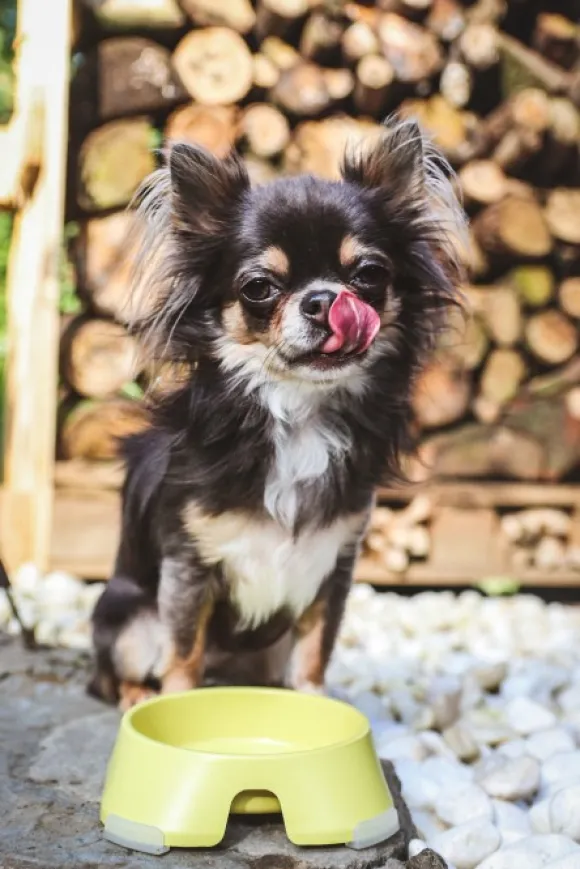 Fiboo koirankuppi, 400ml, keltainen