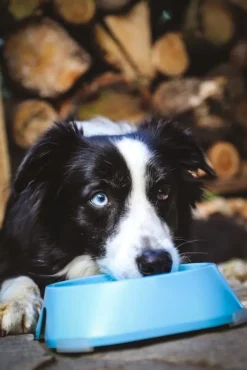 Fiboo koirankuppi, 700ml, vaaleansininen