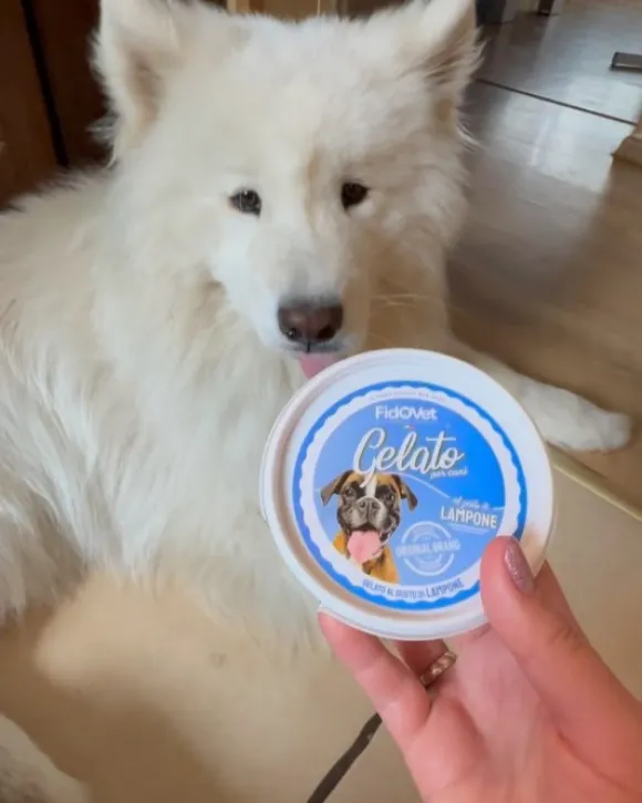Fidovet koirien jäätelö Gelato vadelma 40g