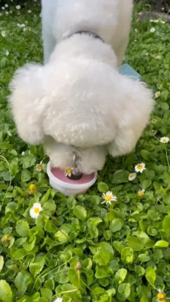 Fidovet koirien jäätelö Gelato vadelma 40g