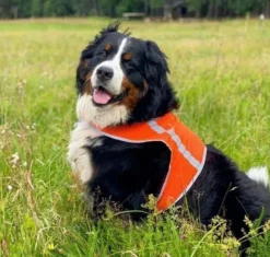 FinNero ATTE huomioliivi, XXL, oranssi