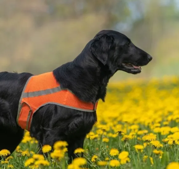 FinNero ATTE huomioliivi, S, oranssi