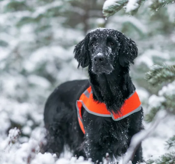 FinNero ATTE huomioliivi, S, oranssi