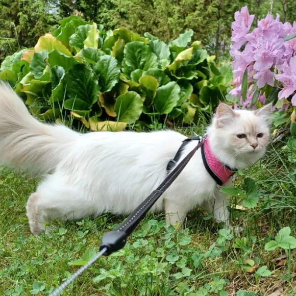 FinNero LIGHT Reflective Harness Pink M