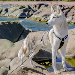 FinNero SALO valjaat, L, musta