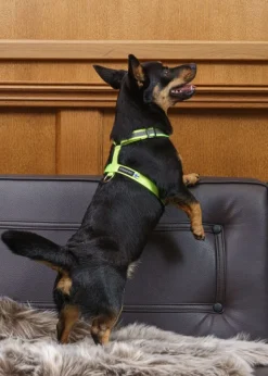 FinNero SALO valjaat, L, neonkeltainen