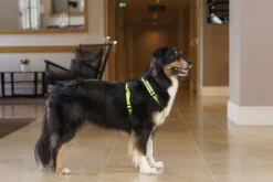 FinNero SALO valjaat, M, neonkeltainen