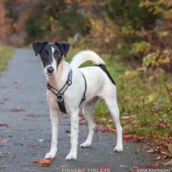 FinNero SALO valjaat, S, musta