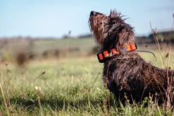 Garmin Alpha LTE koiranseurantalaite