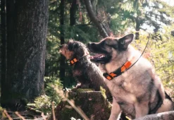 Garmin Alpha T20 koirapanta