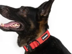 Hundra taktinen kaulapanta S-M, punainen