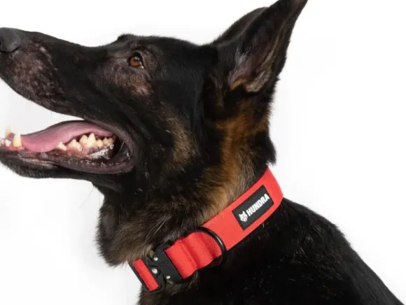 Hundra taktinen kaulapanta S-M, punainen