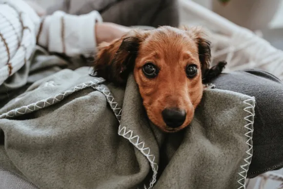 HUNTER Blanket Casper fleecepeitto, 140x100 cm, Olive Green