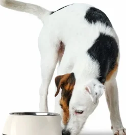 HUNTER Bowl Melamin koirankuppi, 700 ml, White