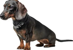 HUNTER Collar R&S Canadian UP kaulapanta, XS-S, Black