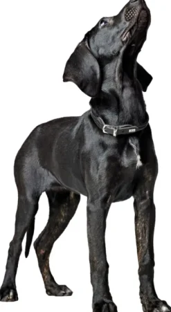 HUNTER Collar R&S Canadian UP kaulapanta, M-L, Black