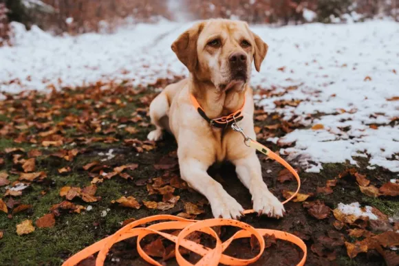 HUNTER Leash Convenience jälkiliina, 15/1200, Orange