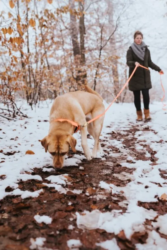 HUNTER Leash Convenience jälkiliina, 15/1200, Orange