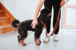 HUNTER T-Collar R&S Canadian UP puolikuristava kaulapanta, L-XL/60, Black