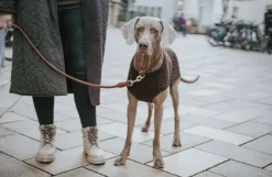 HUNTER T-Collar R&S Canadian UP puolikuristava kaulapanta, L-XL/60, Cognac