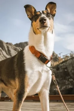 Hurtta Casual Collar ECO kaulapanta, 40 - 55 cm, punainen