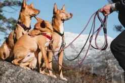 Hurtta Casual Half Choke Collar ECO puolikuristava panta, 40 - 55 cm, minttu