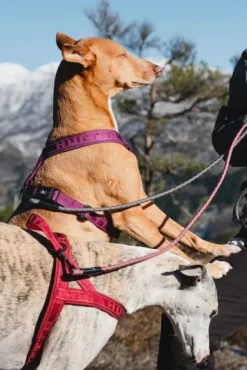 Hurtta Casual Harness ECO valjaat, 30 - 55 cm, punainen