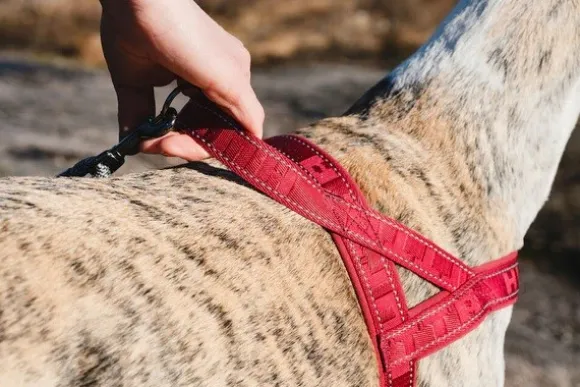 Hurtta Casual Harness ECO valjaat, 30 - 55 cm, minttu