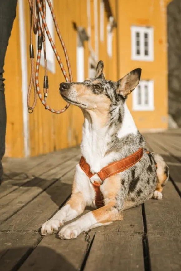 Hurtta Casual Y-Harness ECO valjaat, 30 - 55 cm, ruskeaoranssi