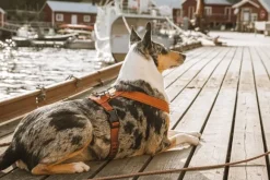 Hurtta Casual Y-valjaat Kaneli 35-55 cm