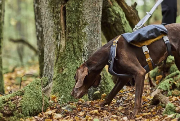 Hurtta Expedition Pack ECO koiran reppu, 60-80cm, Blackberry