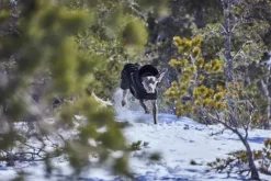 Hurtta Extreme Warmer III ECO koiran talvitakki, 25-35 cm, Raven