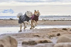 Hurtta Rainwear Mudventure Coat ECO sadetakki, 25-35 cm, Blackberry