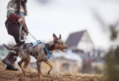 Hurtta Safeguard ECO Sele valjaat, 75-95cm, Ocean