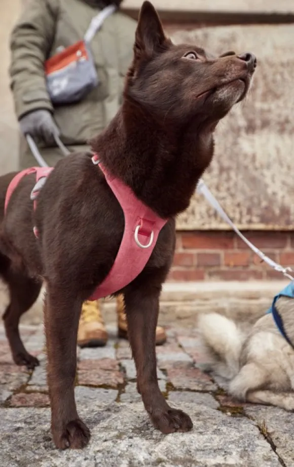 Hurtta Safeguard ECO Sele valjaat, 75-95cm, Strawberry