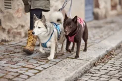 Hurtta Safeguard ECO Sele valjaat, 75-95cm, Strawberry