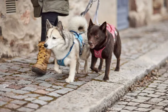 Hurtta Safeguard ECO Sele valjaat, 75-95cm, Strawberry