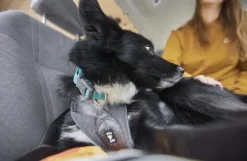 Hurtta Travel Harness ECO 5-10kg koirien matkavaljaat, Blackberry