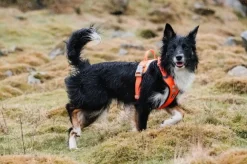 Hurtta Weekend Warrior -valjaat, musta 40-45 cm