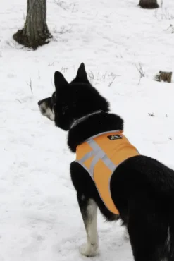 Kivalo Kaamos Dog Reflective Vest heijastinliivi koirille, S, oranssi