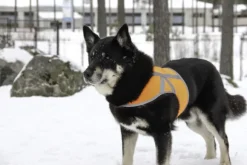 Kivalo Kaamos Dog Reflective Vest heijastinliivi koirille, XL, oranssi