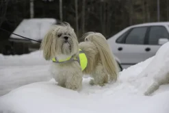 Kivalo Kaamos Dog Reflective Vest heijastinliivi koirille, S, keltainen