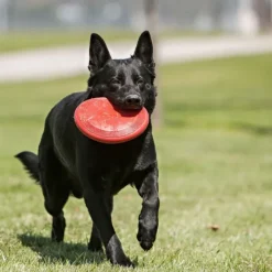 Kong Flyer koiranlelu, L