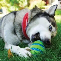 Kong Squeezz Goomz Ball koiranlelu, M