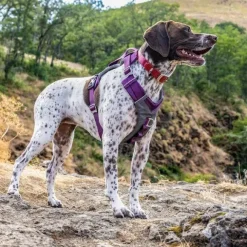 Kurgo Journey Air Harness koirien valjaat, Purple