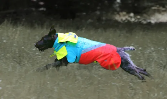 Mikael Tham Tuskproof Wolf v.5 koiran suojaliivi, sininen, L