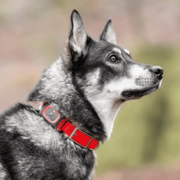 MiniFinder Collar kaulapanta, Red