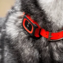 MiniFinder Collar kaulapanta, Red