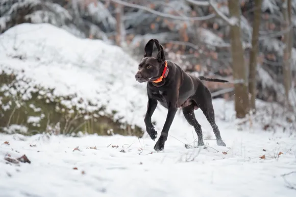 MiniFinder Rex metsästysjäljitin koiralle