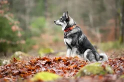 MiniFinder Rex metsästysjäljitin koiralle